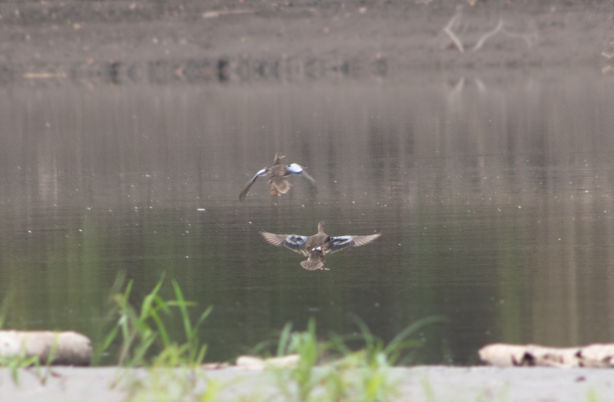 Blue-winged Teal - ML272555451