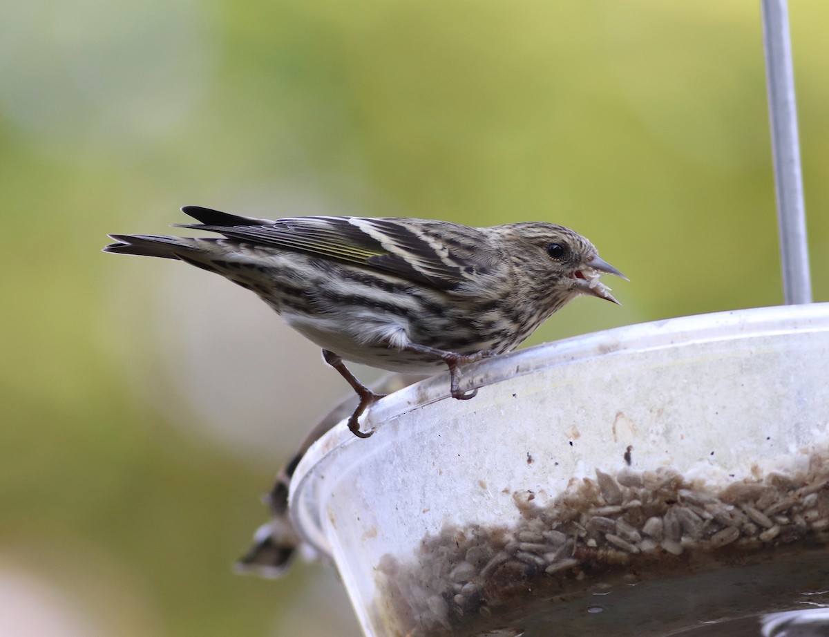 Pine Siskin - Nick  Lund