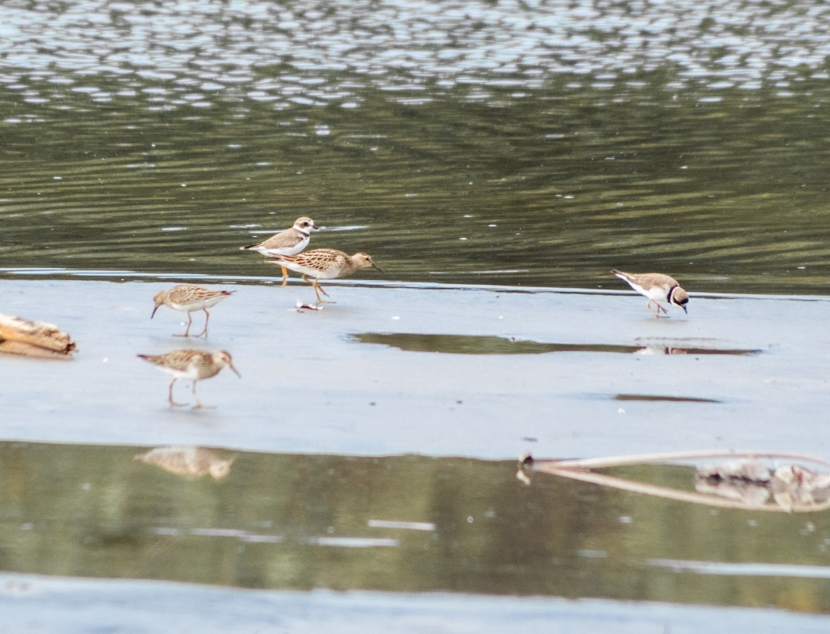 Semipalmated Plover - ML272555711