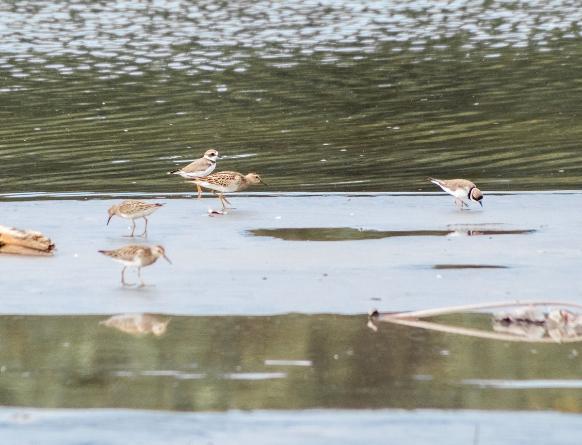 Semipalmated Plover - ML272555721