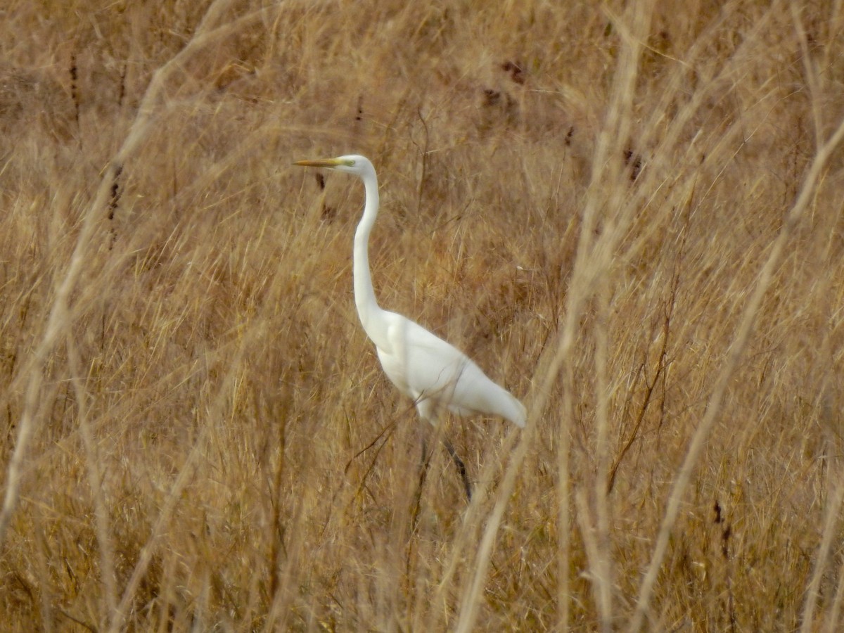 Great Egret - ML272556171