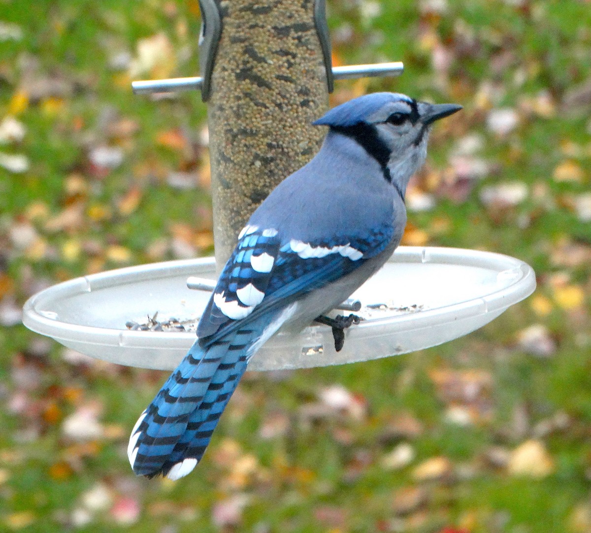 Blue Jay - Mary Hall