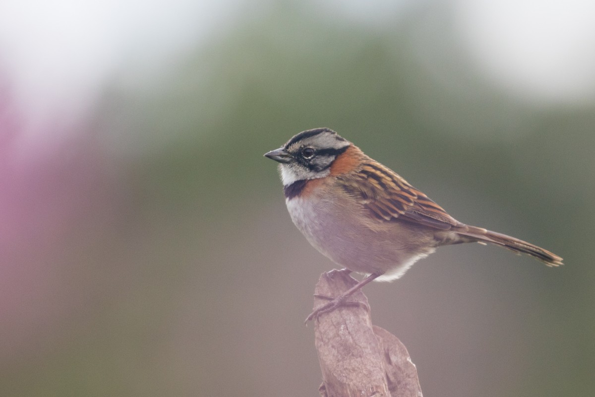 Rufous-collared Sparrow - ML272556441