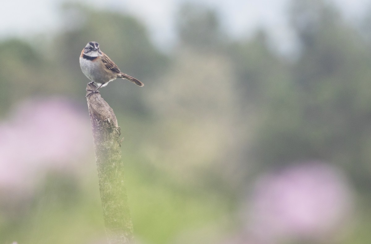 Rufous-collared Sparrow - ML272556481