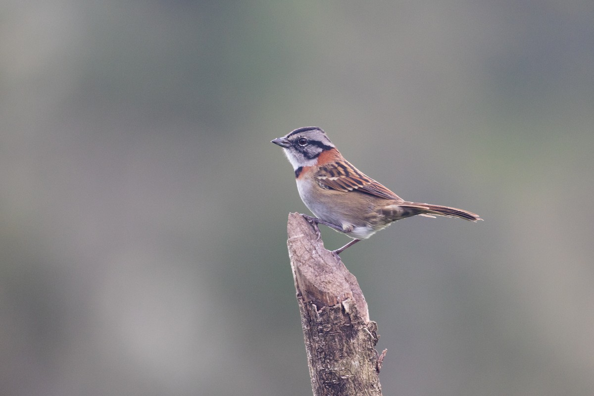 Rufous-collared Sparrow - ML272556891