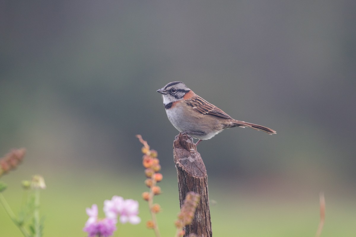 Rufous-collared Sparrow - ML272557041