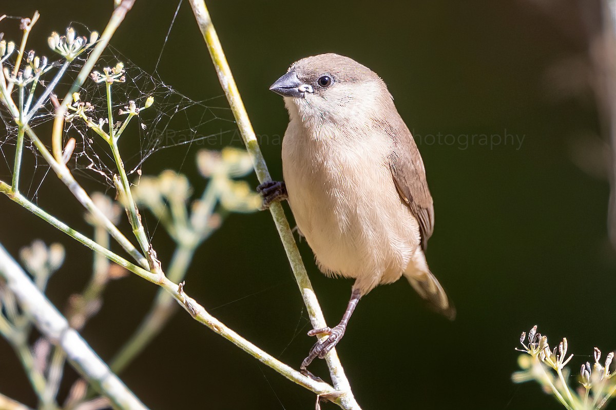 Black-rumped Waxbill - ML272557091