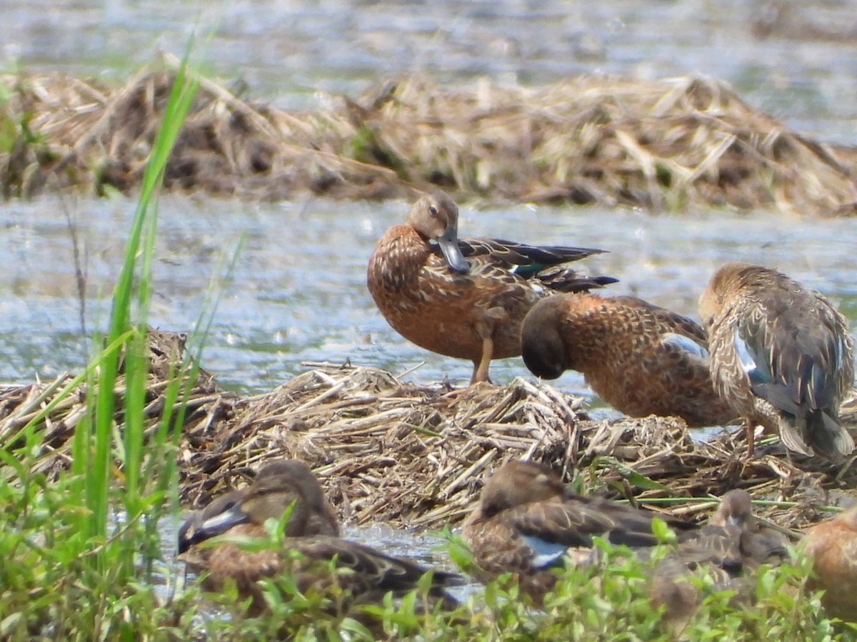 Blue-winged Teal - ML272557111