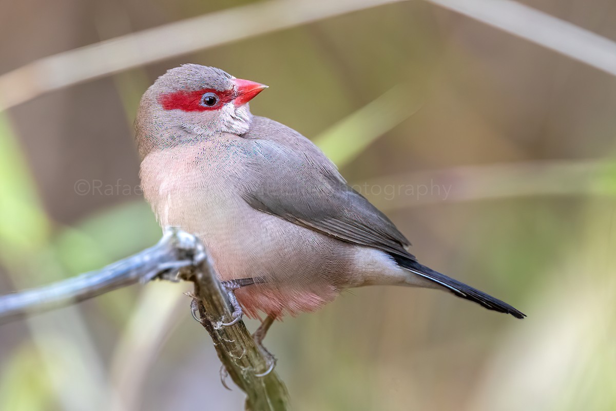 Black-rumped Waxbill - ML272557161