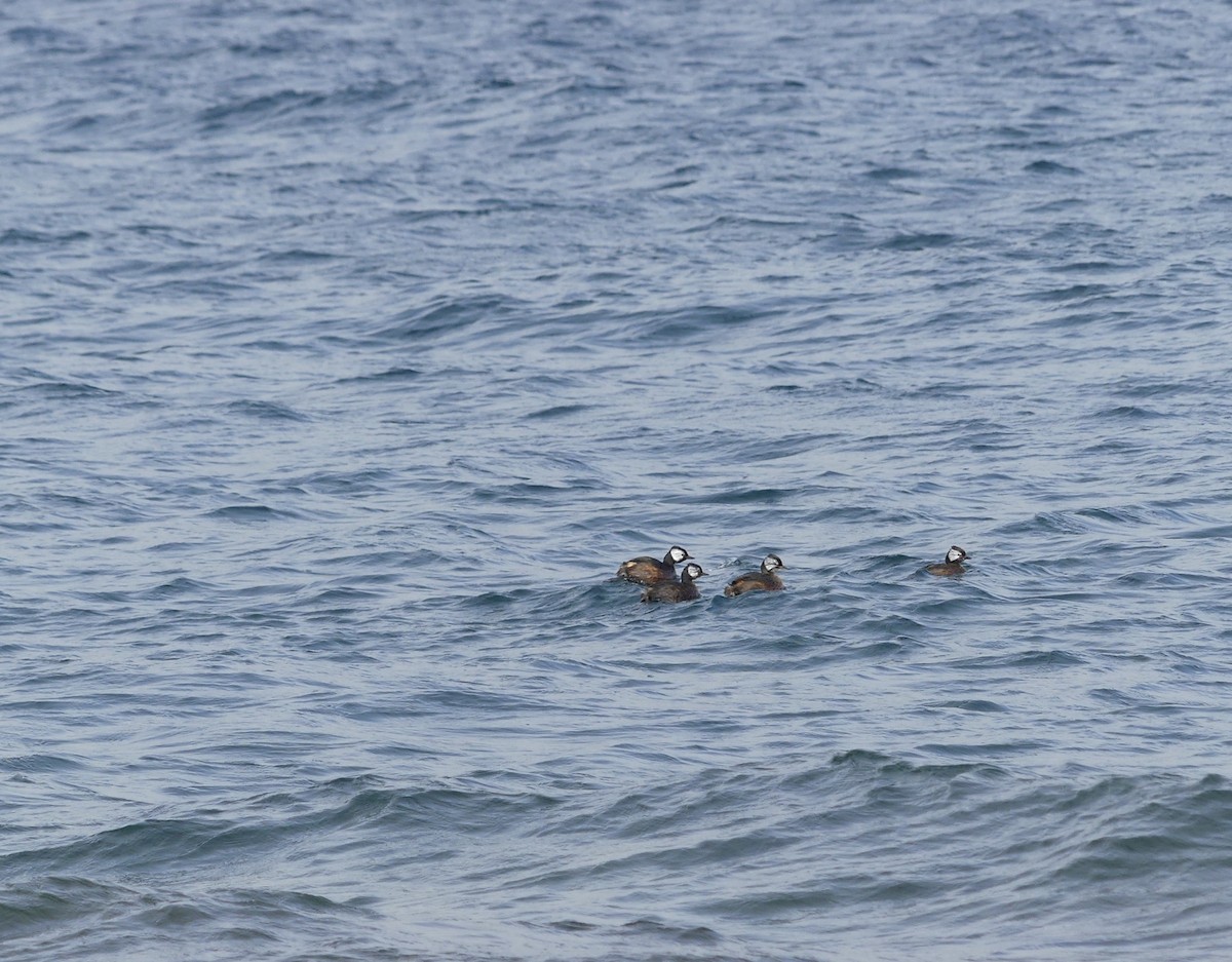 White-tufted Grebe - ML272558091