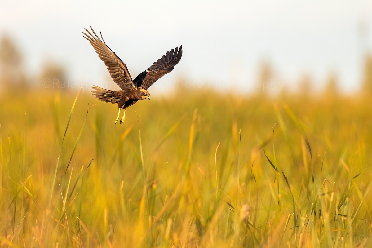 Western Marsh Harrier - ML272558491