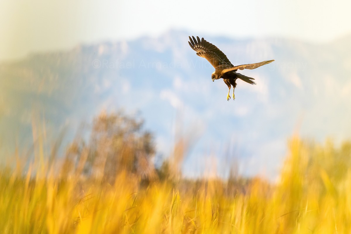 Western Marsh Harrier - ML272558601