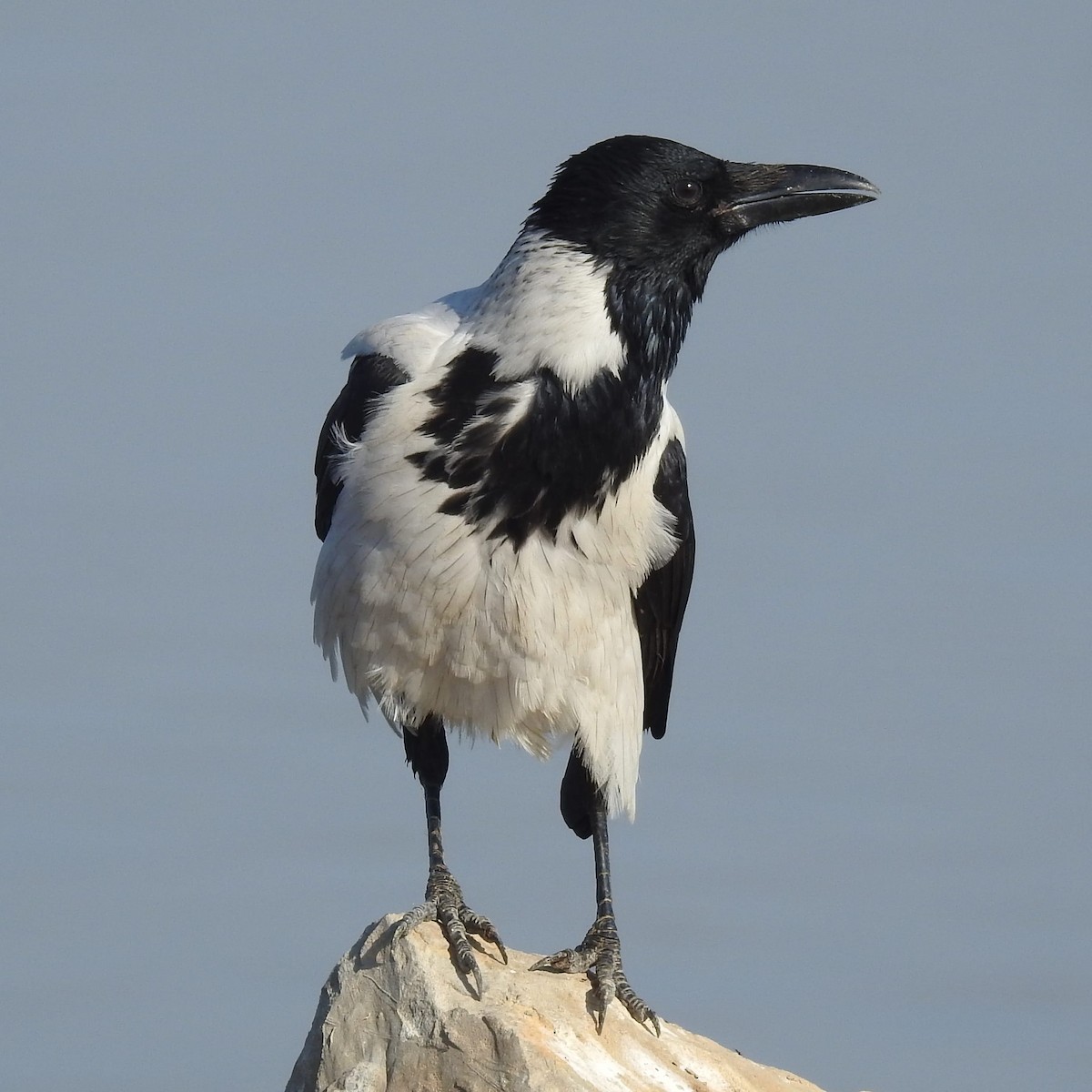 Hooded Crow (Mesopotamian) - ML272558621