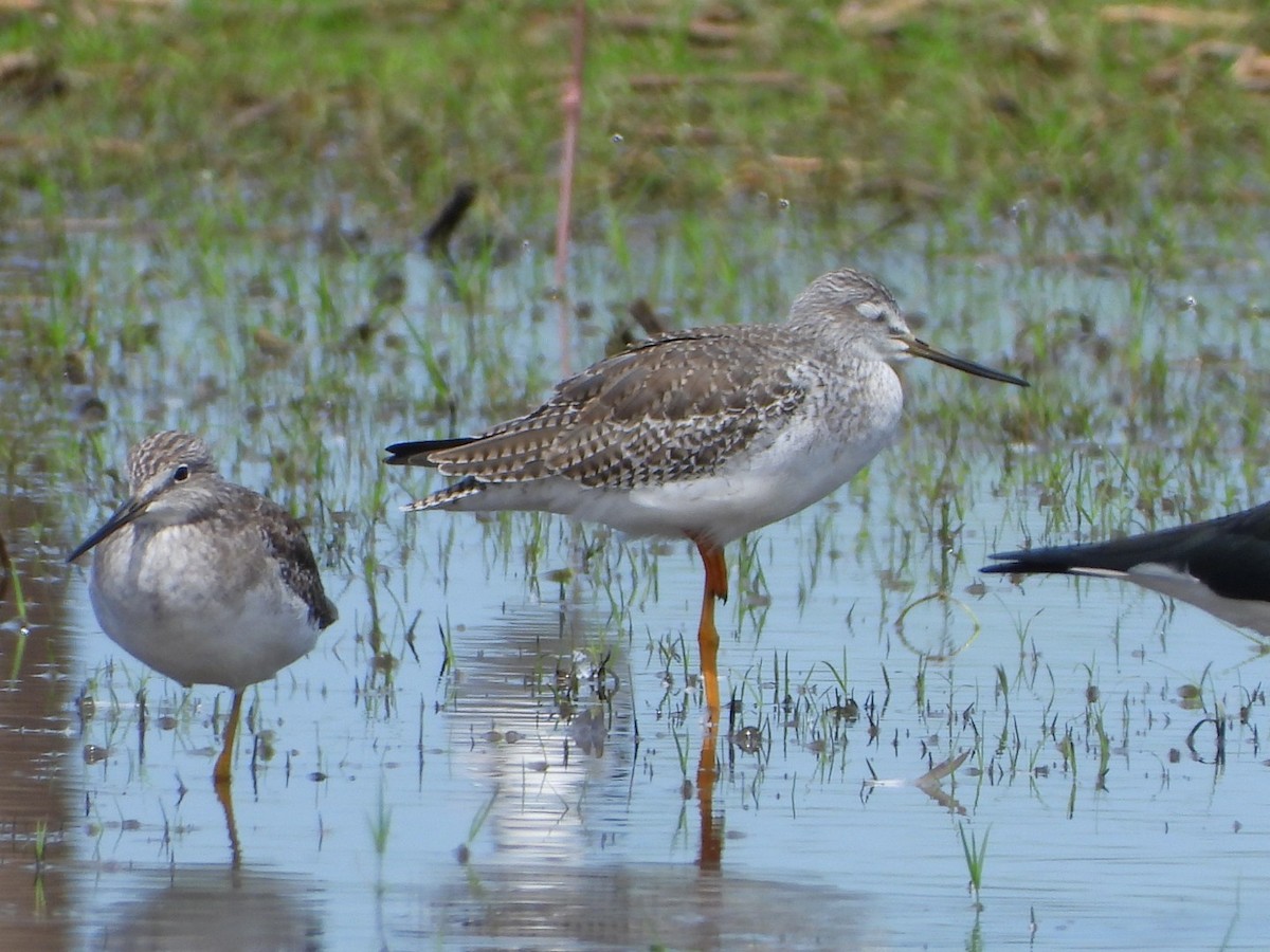 Greater Yellowlegs - ML272558741