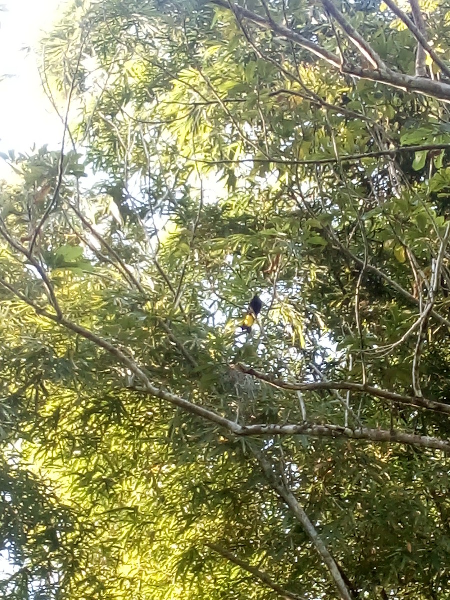 Crested Oropendola - alcaravanes  gabo