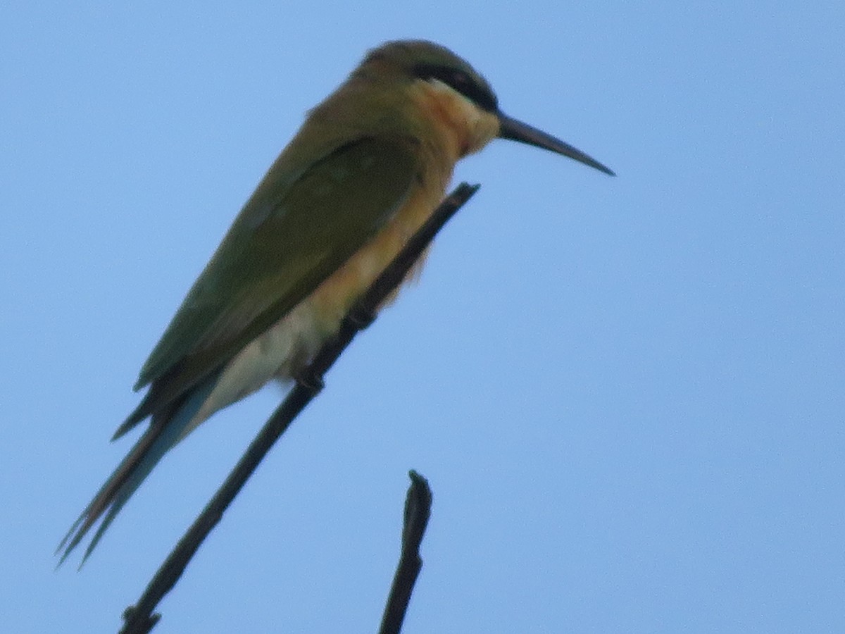 Blue-tailed Bee-eater - ML272559651