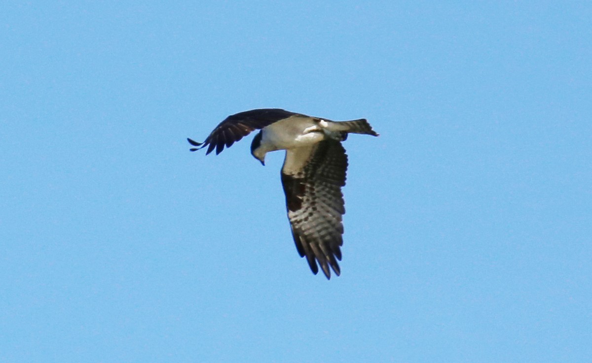 Osprey - Patrick Millar