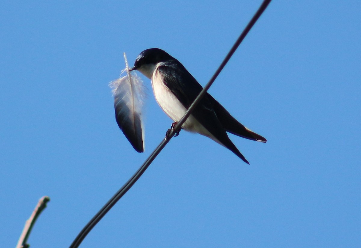 Chilean Swallow - ML272563061