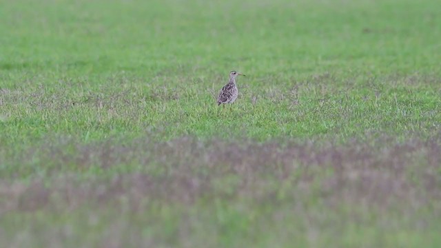 Upland Sandpiper - ML272563101