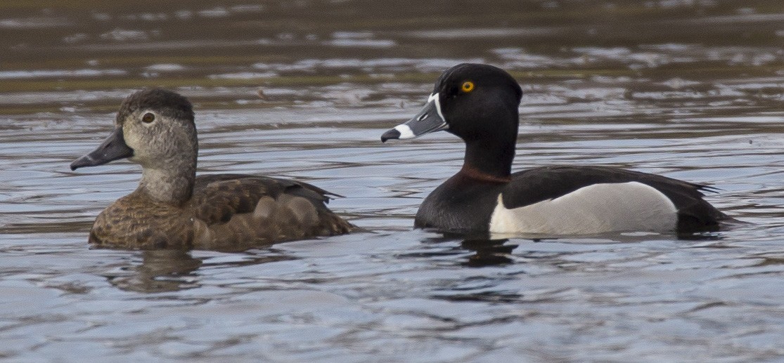 Ring-necked Duck - ML27256321