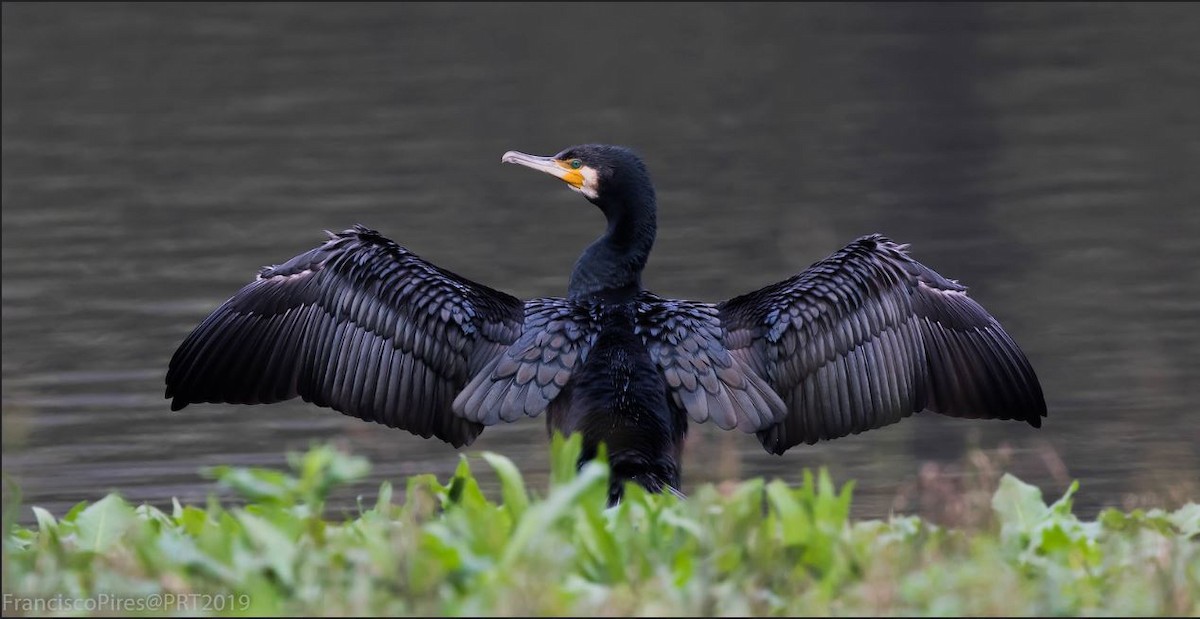 Great Cormorant - Francisco Pires