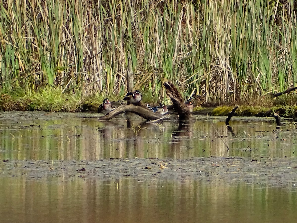 Wood Duck - ML272565861