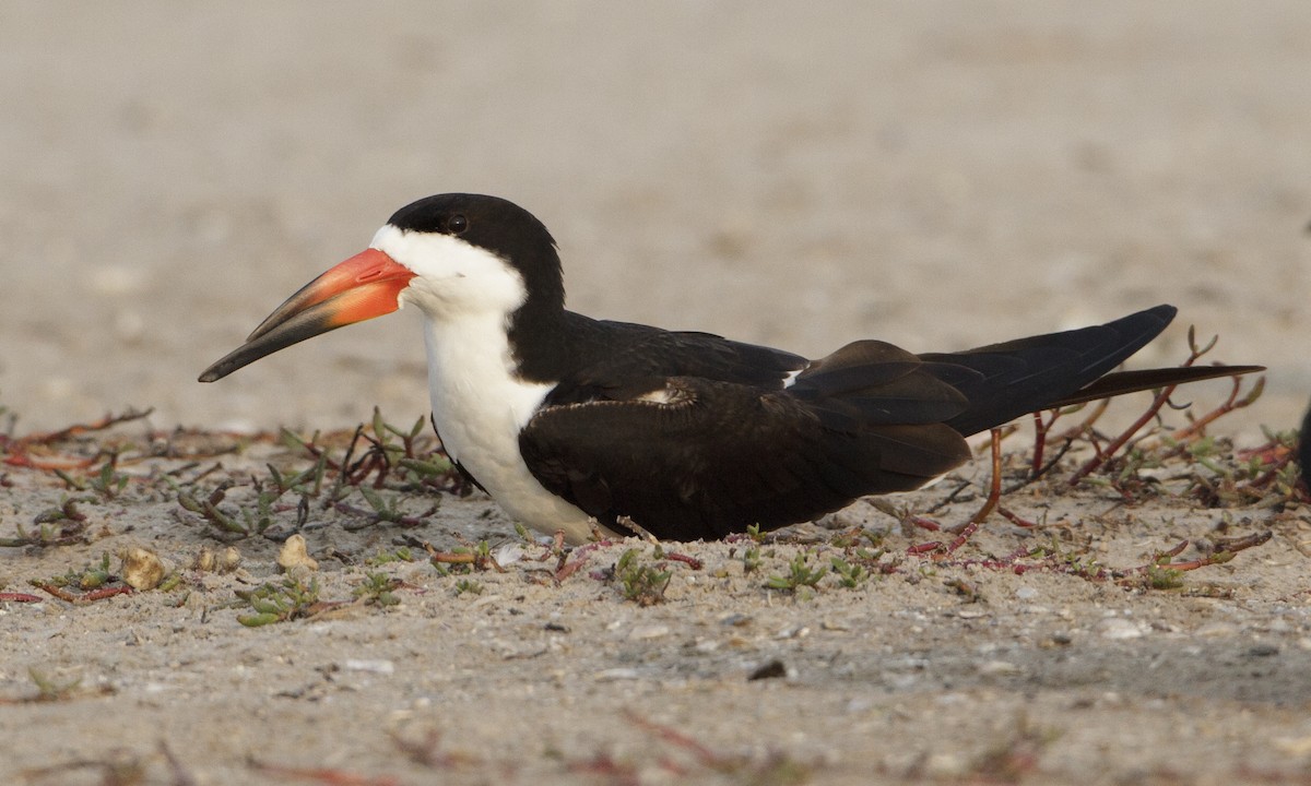 Black Skimmer - ML27256731