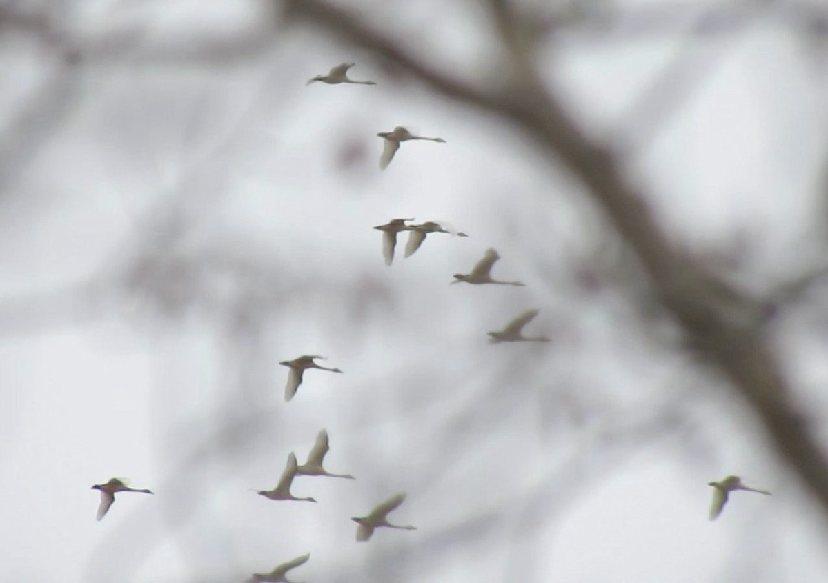 Tundra Swan - ML272567641