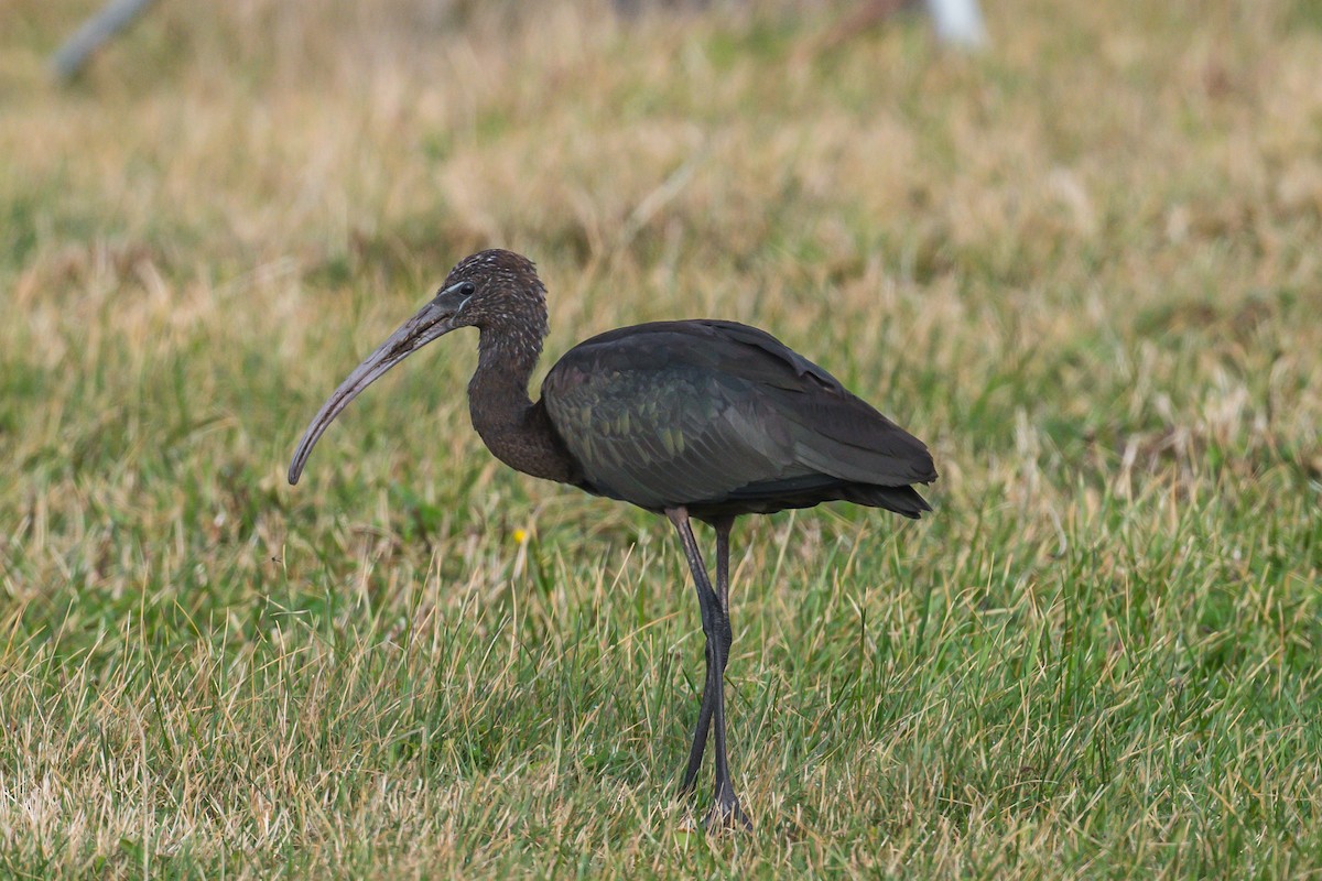 Glossy Ibis - ML272568941