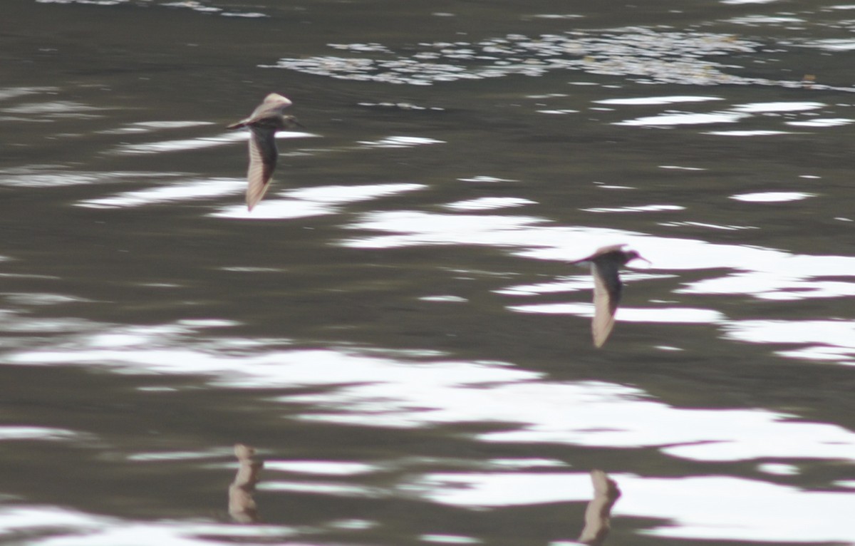 Graubrust-Strandläufer - ML272569731