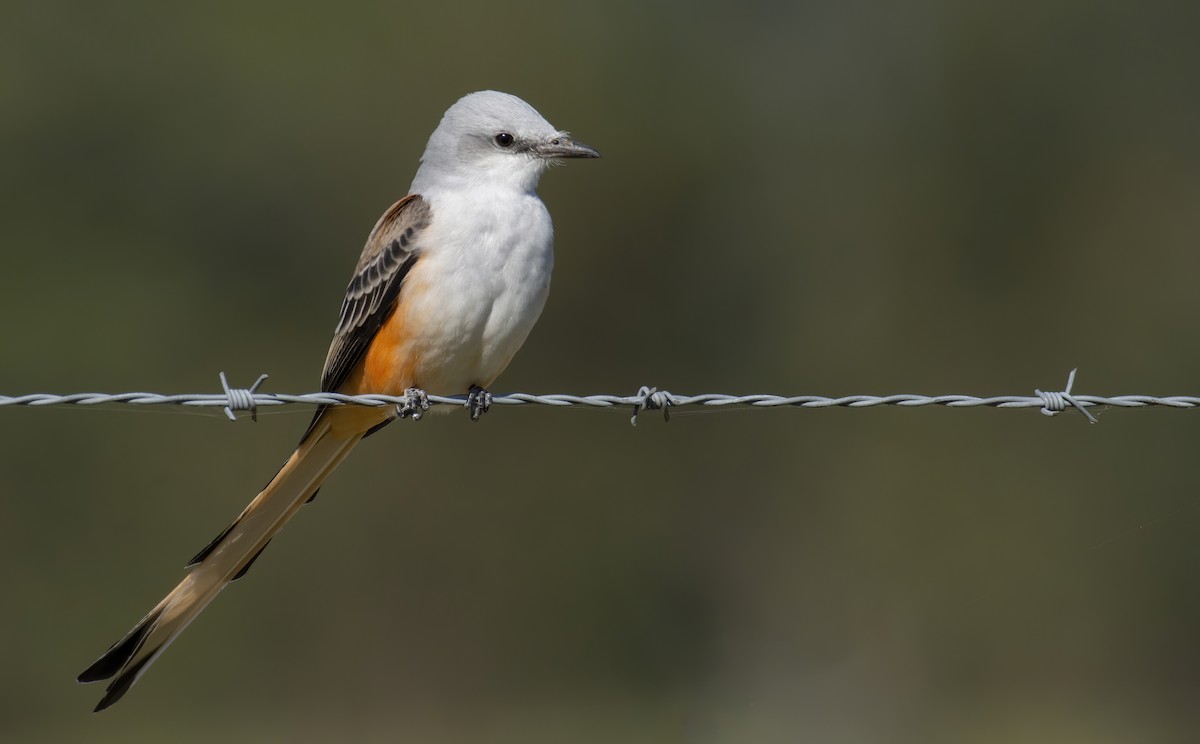Scissor-tailed Flycatcher - Marky Mutchler