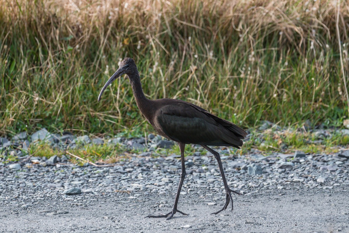 Glossy Ibis - ML272570831