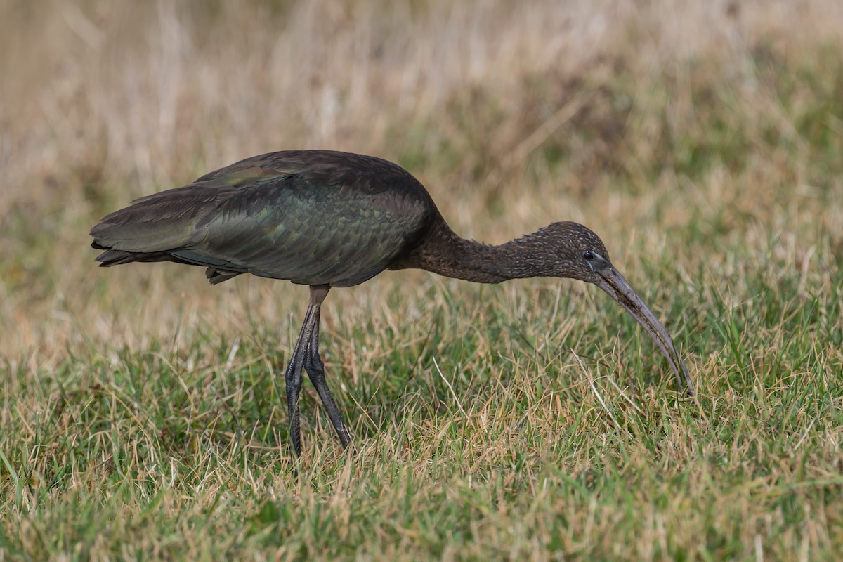 Glossy Ibis - ML272571571