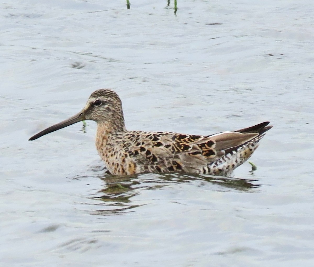 Short-billed Dowitcher - ML27257161