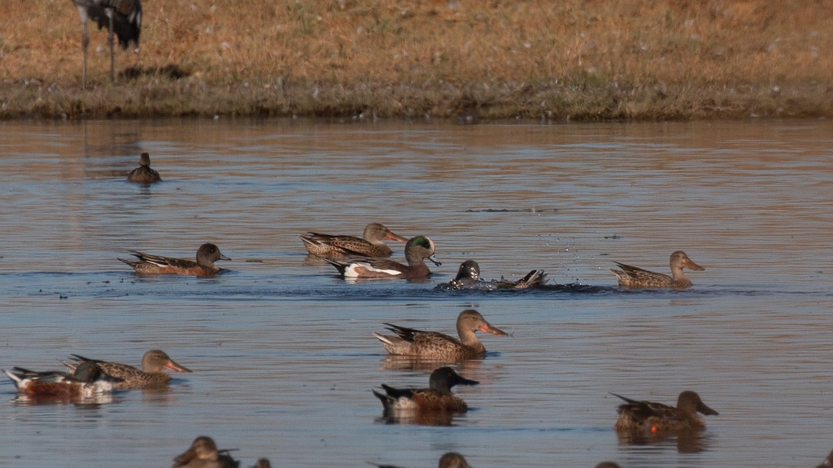 American Wigeon - ML272571651