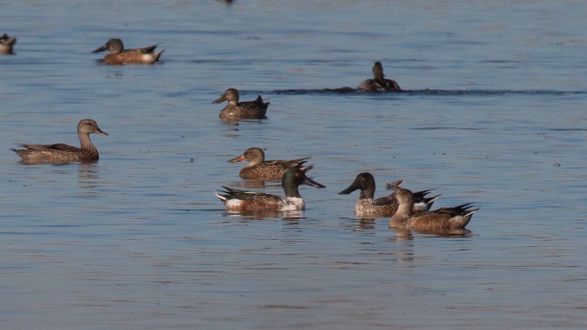 Northern Shoveler - ML272571781