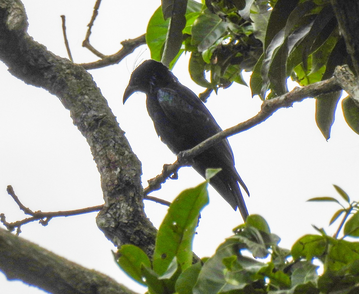 Hair-crested Drongo - ML272572311