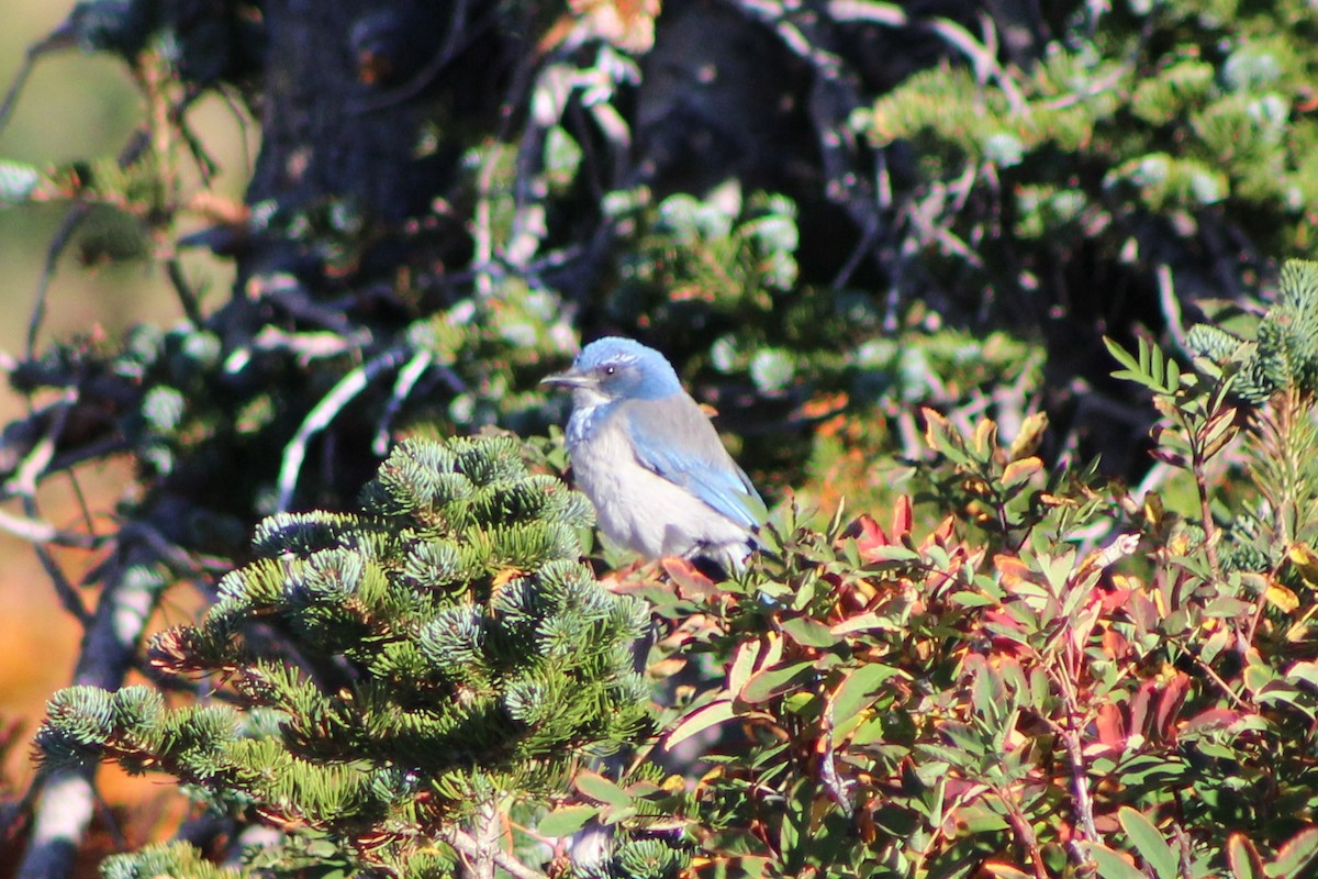 California Scrub-Jay - Marje Pederson