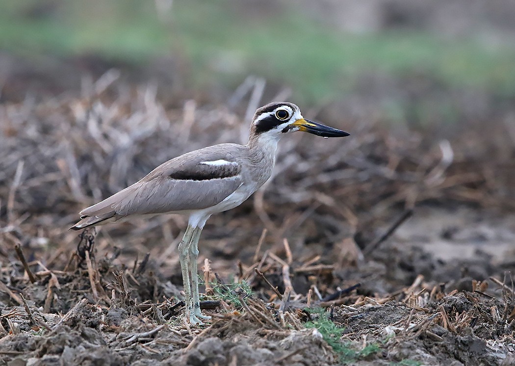 Great Thick-knee - Rofikul Islam