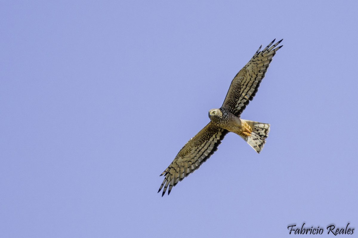 Cinereous Harrier - Fabricio Reales