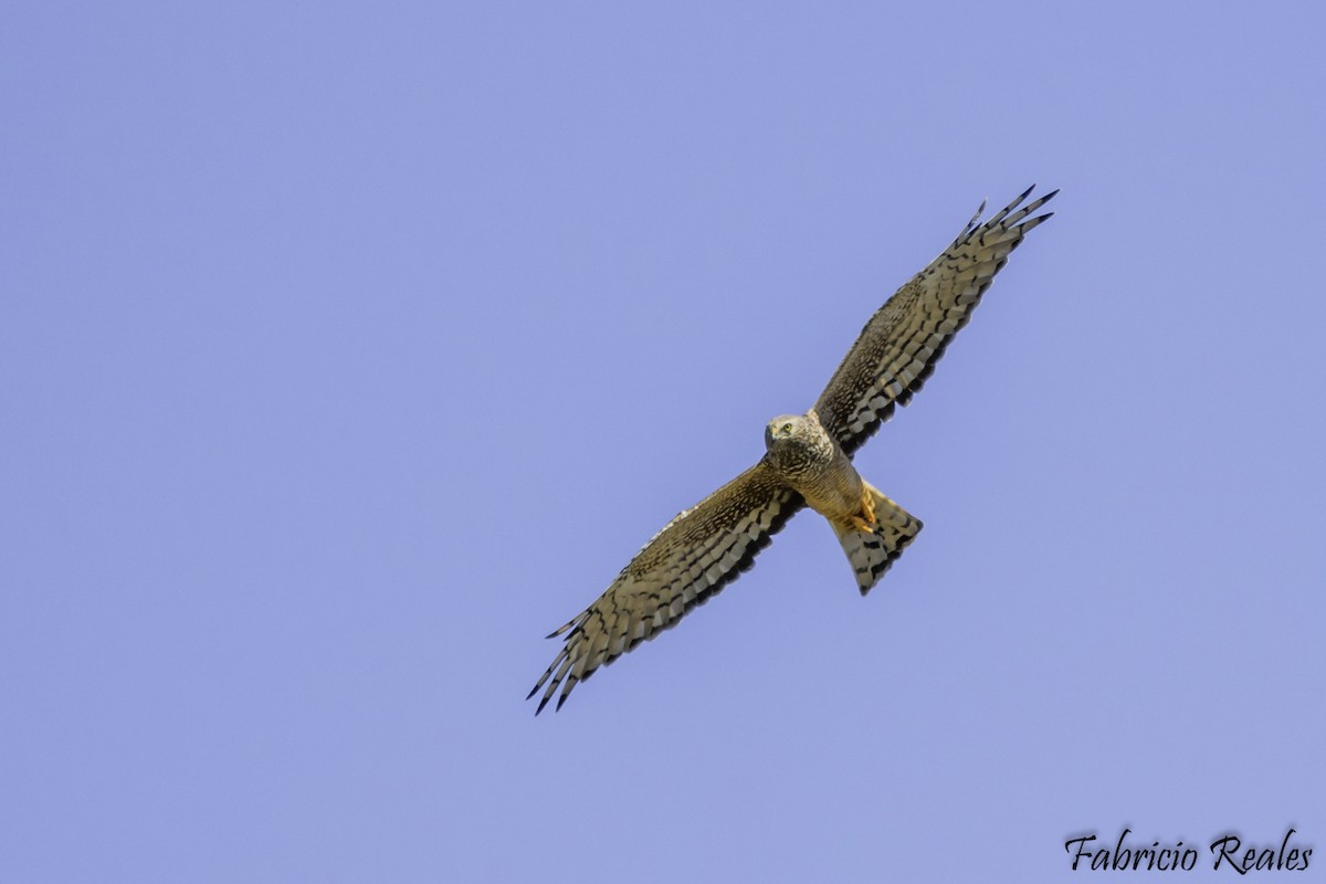 Cinereous Harrier - ML272573651