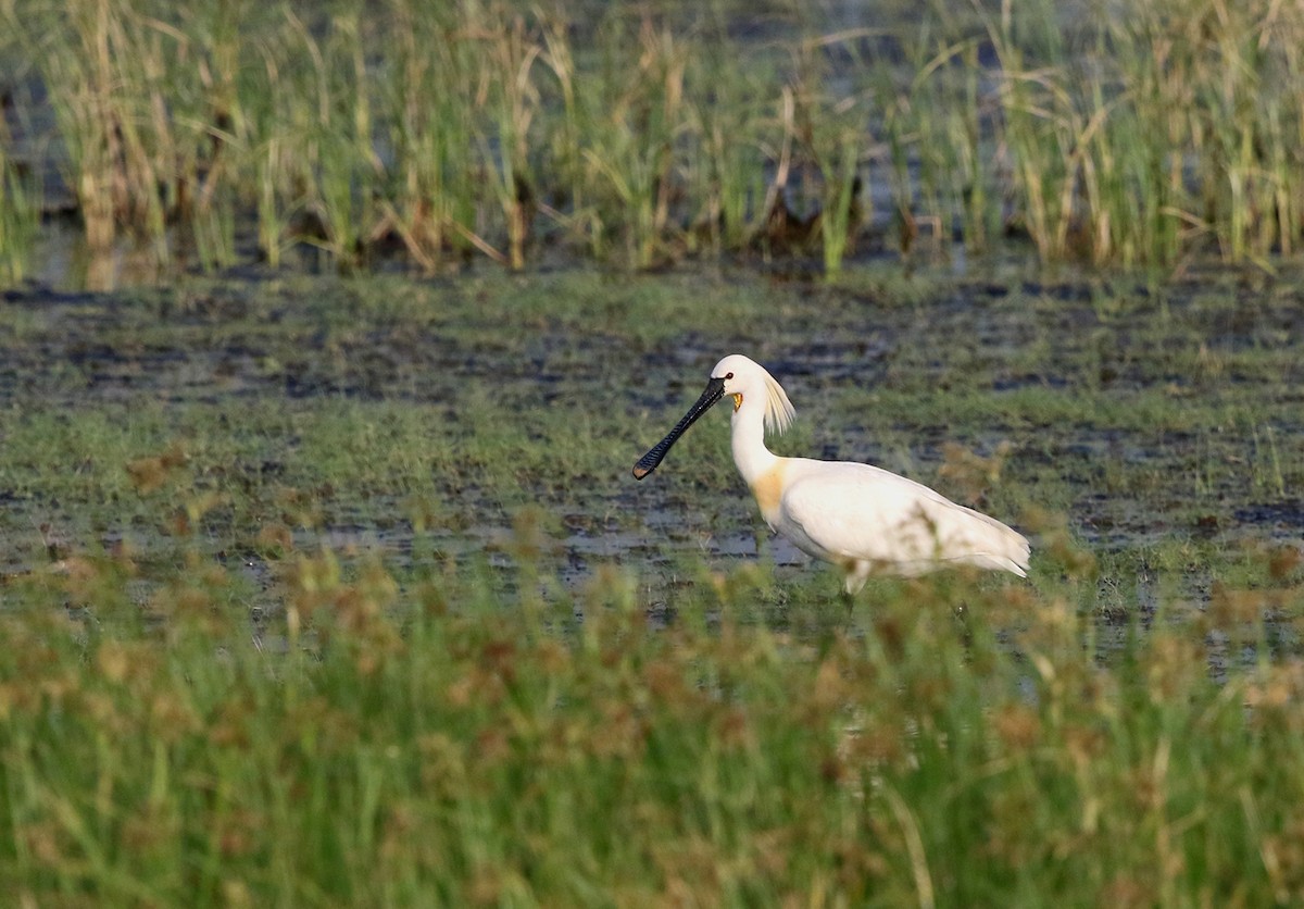 Eurasian Spoonbill - Rofikul Islam