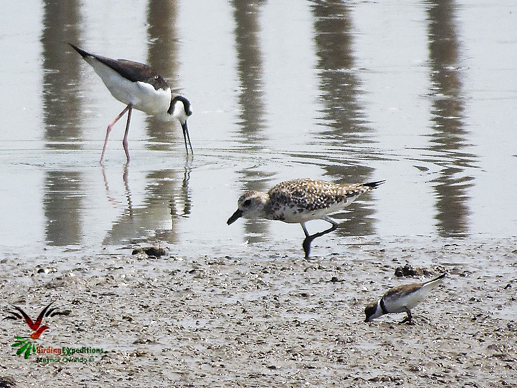 Black-bellied Plover - ML27257461