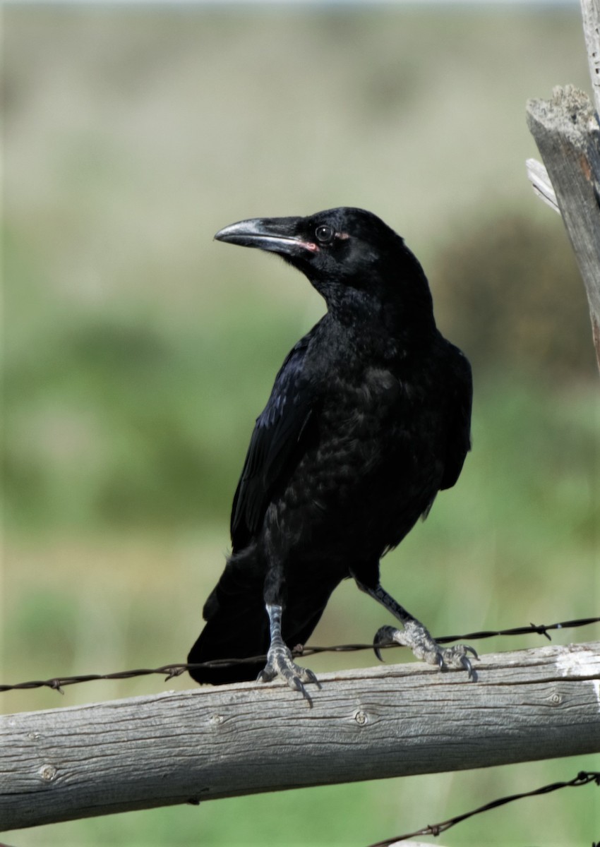 Chihuahuan Raven - Sue Riffe