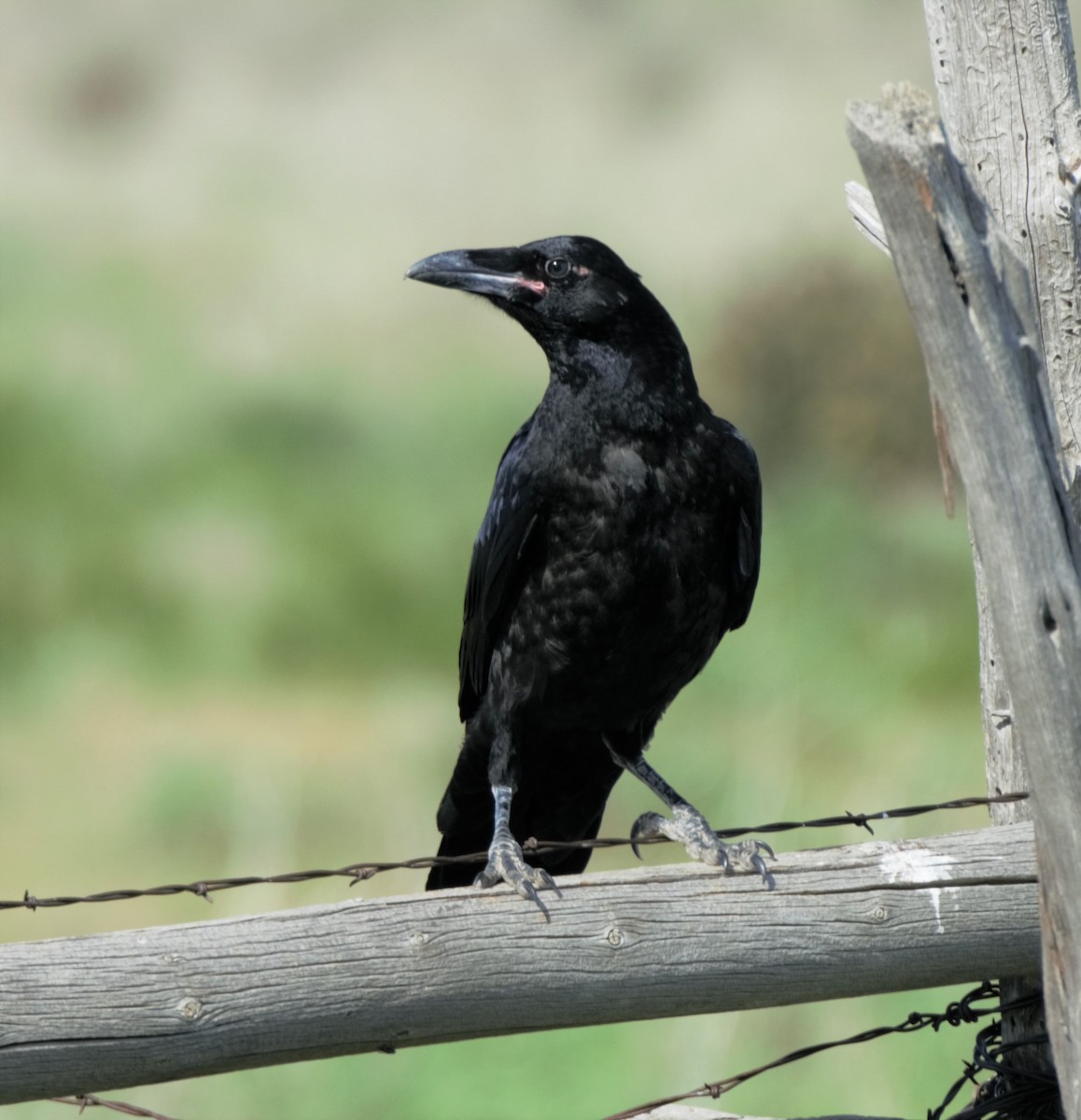 Chihuahuan Raven - ML272577341