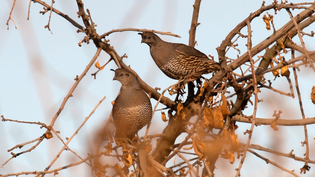 California Quail - ML272577611