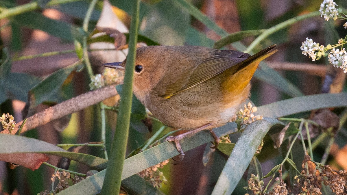 Common Yellowthroat - ML272577691