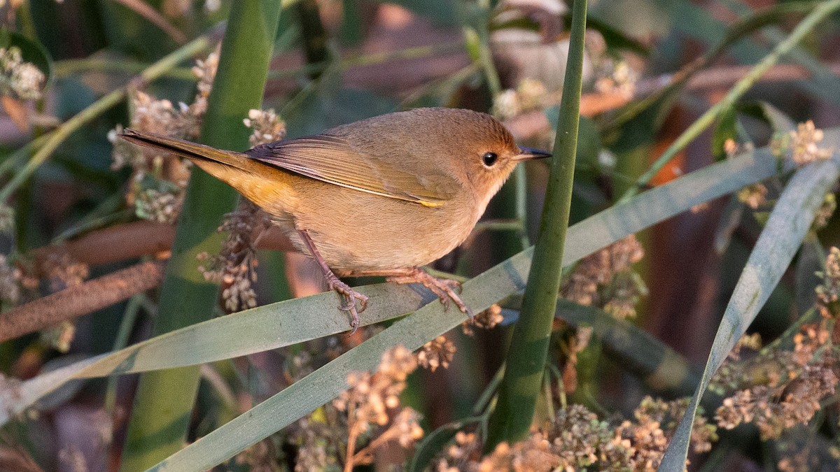 Common Yellowthroat - Jim Gain