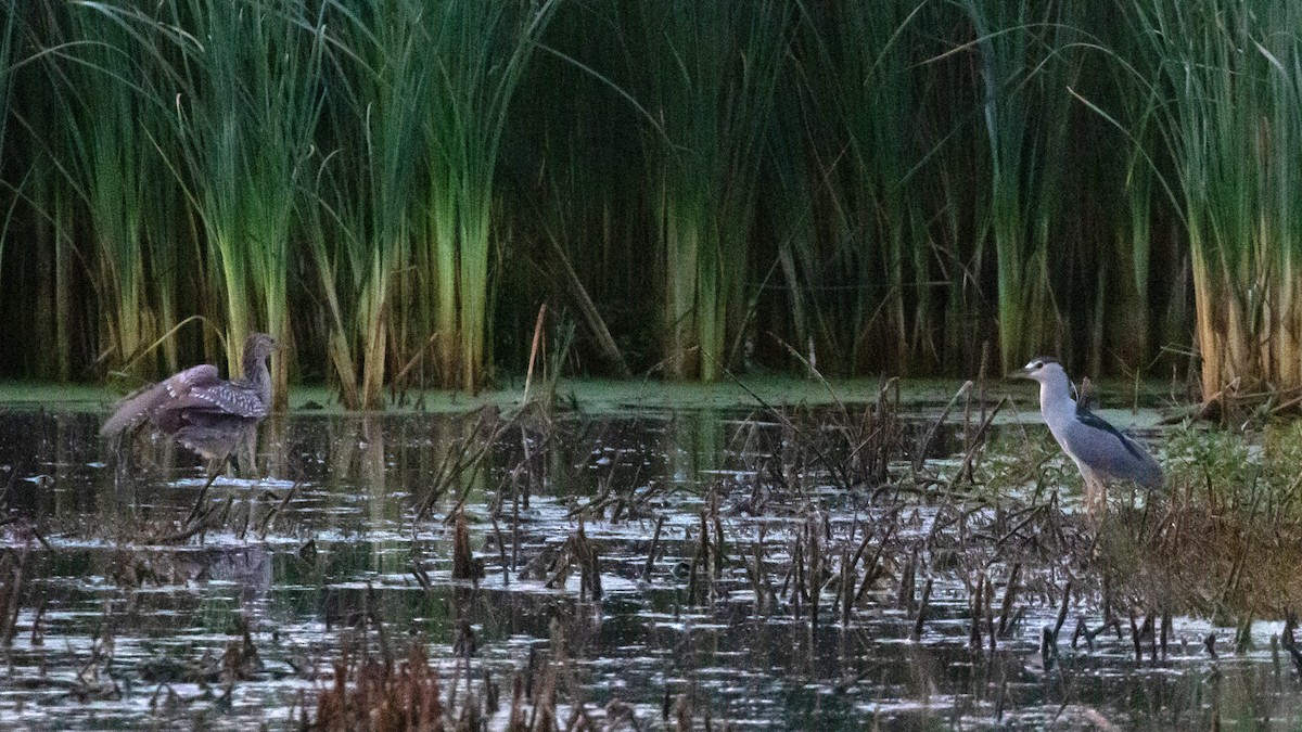 Black-crowned Night Heron - ML272577821