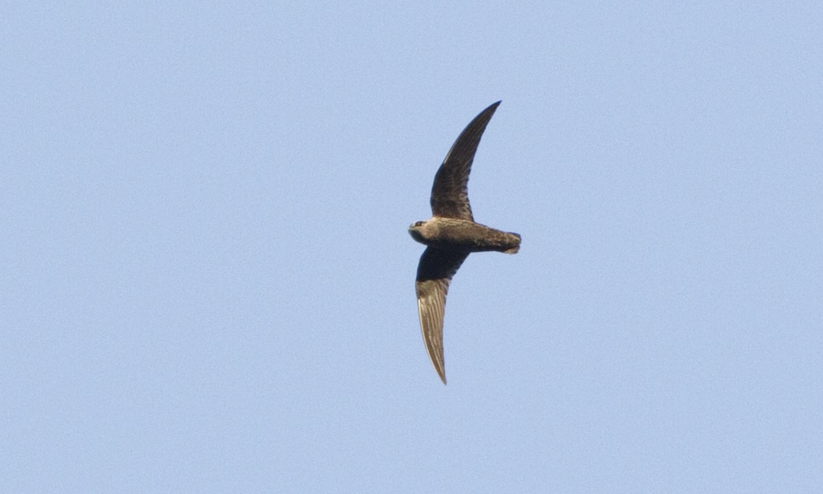 Black Swift - ML27257801